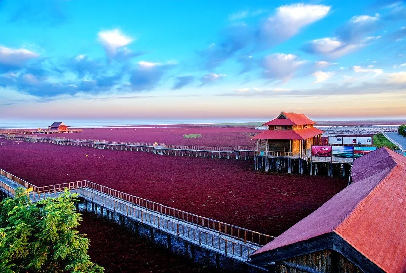 盘锦红海滩，请不要那样的迷人